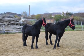 Kobyly na predaj - Percheron - 7