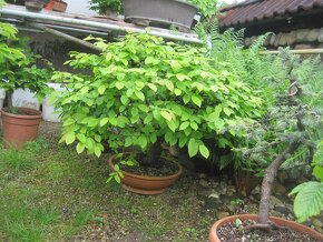 bonsai,bonsaj-hrab 10 - 7