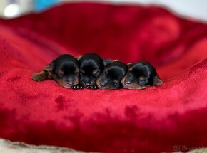 Yorkshire terrier, york - 7