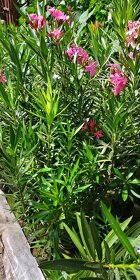 Oleander - Oleandre - 7