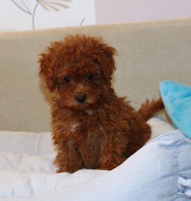 Toy pudla, Red Toy Poodle, Red Toy Pudel - 7