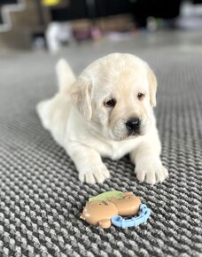 Krásne čistokrvné šteňa labradorského retrievera s rodokmeňo - 7