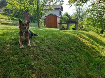 ZÁHRADA s ELEKTRINOU 9 km od KOŠÍC, KOŠICKÉ OLŠANY - 7