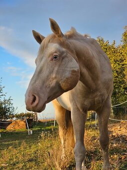 Paint horse APH pripúšťanie - 7