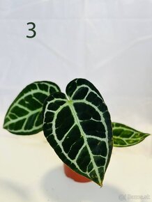 Anthurium clarinervium - 7