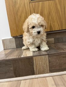 Maltipoo, maltipo - 7