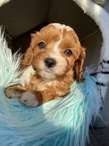 Cavapoo , kavapoo - 7