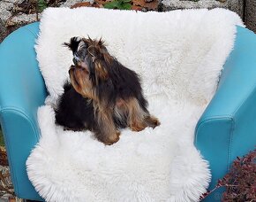 Yorkshire terrier - 7