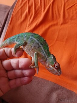 Chameleon pardali - 7