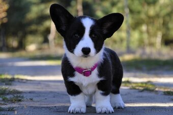 Welsh Corgi Cardigan Krásna FCI dievčina - 7