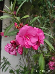 Oleander - 7