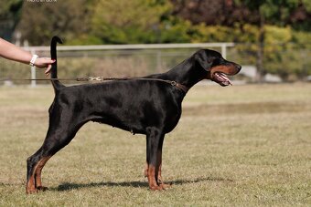 DOBERMAN - šteniatka s PP - 7