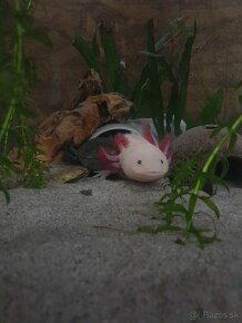 Axolotl mexicky - 7