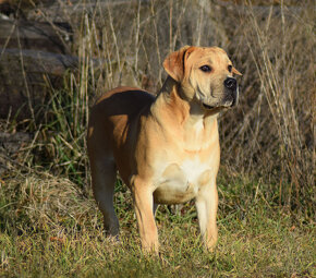 boerboel Ballotada - 2 krásné feny -6měsíců - 7