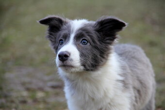 Border kólia,border collie,borderka bez PP - 7