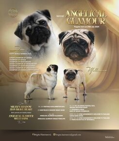 Mops s PP, Pug, Carlino - 7