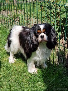 Cavalier King Charles španiel - 7