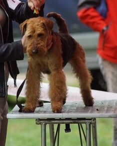 Welsh terrier s PP - 7