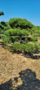 Záhradné bonsaje NIWAKI Pinus nigra - 7