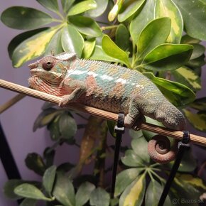 Chameleon pardalis - 7