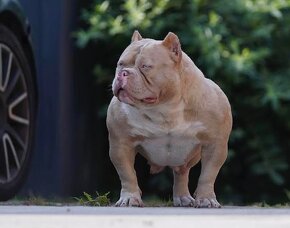 American Bully - 7