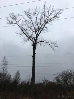 Orez a výrub rizikových stromov - 7