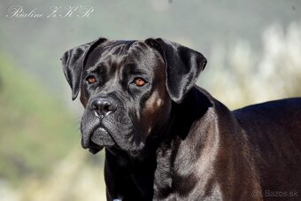 Cane Corso štěňata s FCI PP - 7