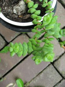 Tučnolist marnieriana - Crassula marnieriana - 7