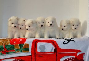 Samojed s PP FCI- LA TORRE ROJA - 7