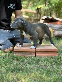 American Bully Pocket - 7