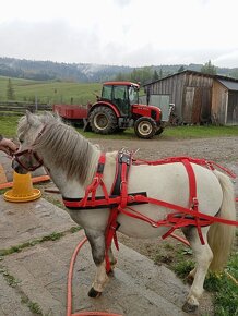 Nylonový postroj pre koňa čierno biely PONY - 7