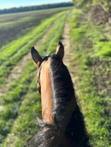 Predam výborného 8 ročného valacha QH s pp - 7