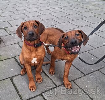 Rhodesian Ridgeback - 7