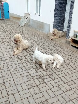 ŠTENIATKA KOMONDOR - 7