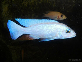 SCIAENOCHROMIS FRYERI SNOW WHITE - 7