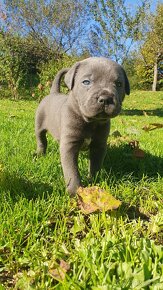 Cane Corso s PP - 7