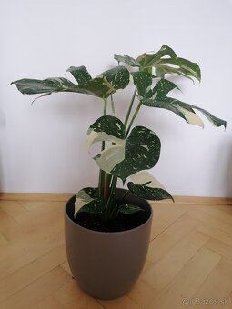 Monstera thai constalation - 7