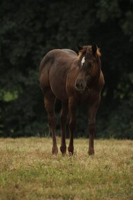 Black Appaloosa colt - 7