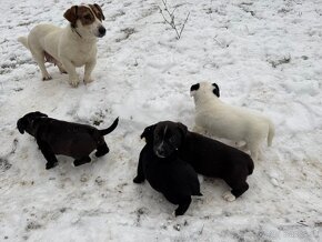 Predám šteniatka jack russel teriér x Stafford terier - 7