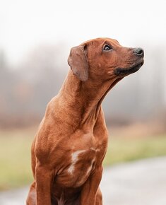 rodézsky ridgeback - 7