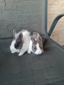 Zakrslé, zdrobnelé, zdrobnené králiky - 7