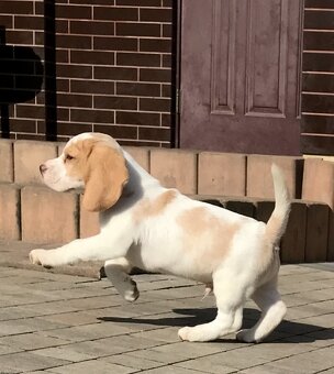 Bígel Beagle Bigl s PP FCI (bicolor) - 7