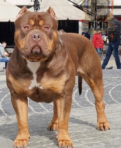 American bully XL, pitbull xxl - 7