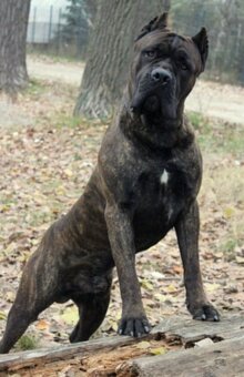 Cane corso PP šteniatka - 7