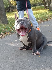 American bully - 7