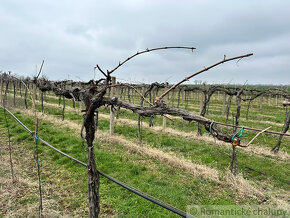 Krásny vinohrad na veľkom pozemku vo vinohradníckej oblast - 7