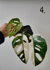 Monstera adansonii variegata - 7