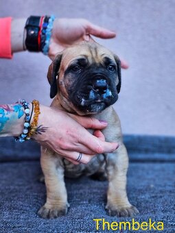 Boerboel - štěňata s PP (FCI) - 7