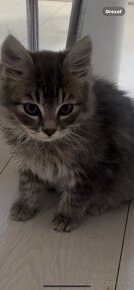 Main coon - 7