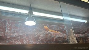 Krásne velke terarium +agama bradata grátis - 7